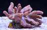 Green Thick Finger Lemnalia Tree Coral :: 51531