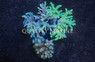 Mushroom Finger, Nano :: 51567
