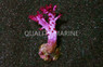 Flower, Dendronephthya, Nano :: 51579