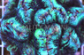 Metallic Green Trachyphyllia Coral :: 52008