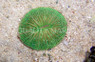 Green Cycloseris Coral :: 52100