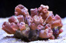 Colored Tube Coral :: 52104