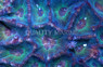 Green Giant Star Coral :: 52136