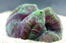 Rainbow Trachyphyllia Coral :: 52162