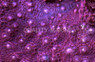 Red Inferno Chalice Coral :: 52197