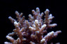 Loripes Acropora Coral :: 66015