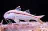 Dwarf Goatfish :: 18010