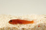 Zebra Catalina Goby :: 18506