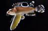 Falcon / Longfin Waspfish Gurnard :: 20000