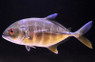 Onion Trevally Jack :: 22012