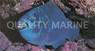 Midnight Parrotfish  :: 24025