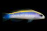 Sunrise Dottyback