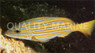 Blue and Gold Snapper :: 30011
