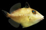 Starry Triggerfish