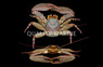 Porcelain Crab :: 52523
