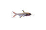 X-Ray Gold Blushing Tetra :: 71071