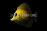 Scopas Yellow Hybrid :: 31579