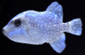 Rough Triggerfish :: 32023
