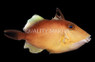 Masked Triggerfish :: 32033