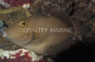 Masked Triggerfish :: 32033