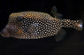 Spotted Boxfish, Female :: 33001