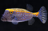 Spotted Boxfish, Male :: 33002