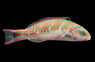 Fivestripe Wrasse