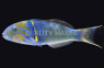 Goldbar Wrasse, Male :: 33517