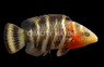 Red Breasted Maori Wrasse