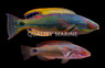Exquisite Fairy Wrasse, Pair