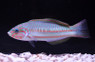 Klunzinger's Wrasse :: 33544
