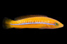 Yellowhead Wrasse