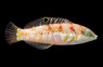 Pink Belly Wrasse