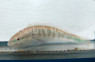Yellow Back Wrasse :: 33573