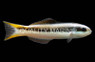 Blunt Head Wrasse, Sub Adult/Female :: 33575