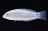 Three Spot Wrasse :: 33582