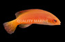 Hooded Flame Fairy Wrasse 
