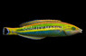 Pencil Wrasse, Male