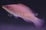 Striated Wrasse :: 33646