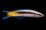 Yellow Patch Cleaner Wrasse :: 33660