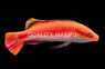 Conde's Fairy Wrasse, Male