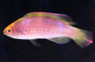 Pink Margin Fairy Wrasse :: 33670