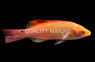 Red Fin Fairy Wrasse, Male