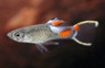 Endler's Blue Snakeskin Guppy, Male :: 33058