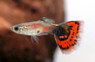 Japanese Galaxy Guppy, Male :: 33063