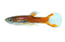 Endler's Chili Scarlet Guppy, Male  :: 33066