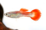 Fire Tail Guppy, Male :: 33070