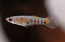 Para Molly Guppy, Male :: 33077