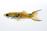 Endler's Scissortail Dwarf Guppy, Male :: 33092