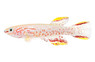 Gardneri Killifish :: 37002
